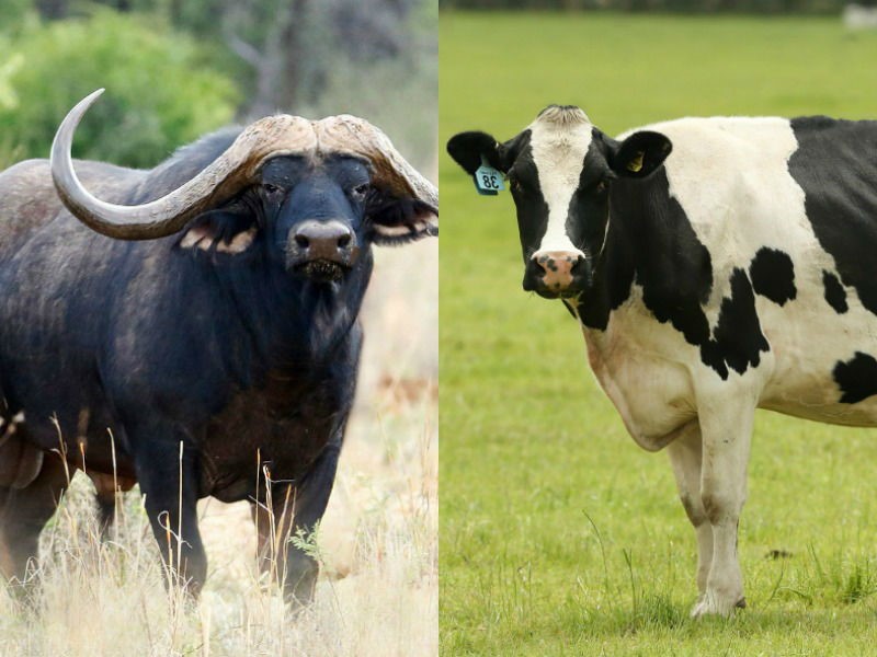 Why Cow Milk Is Better Than Buffalo Milk For Your Family Puresh Daily