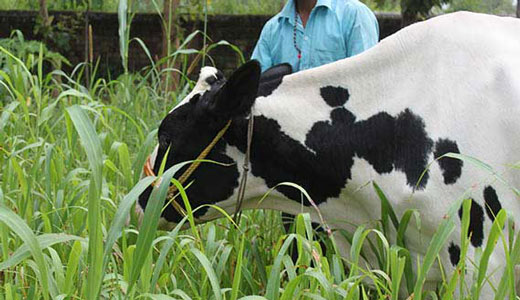 Cow eating organic grass