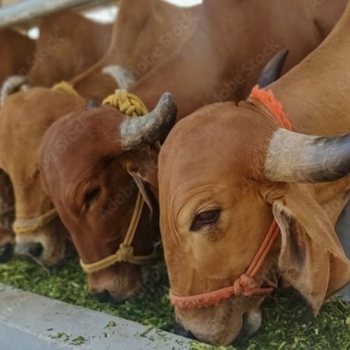Our Farms