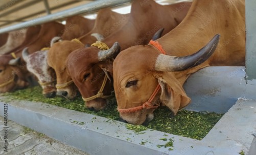 Our Farm Image